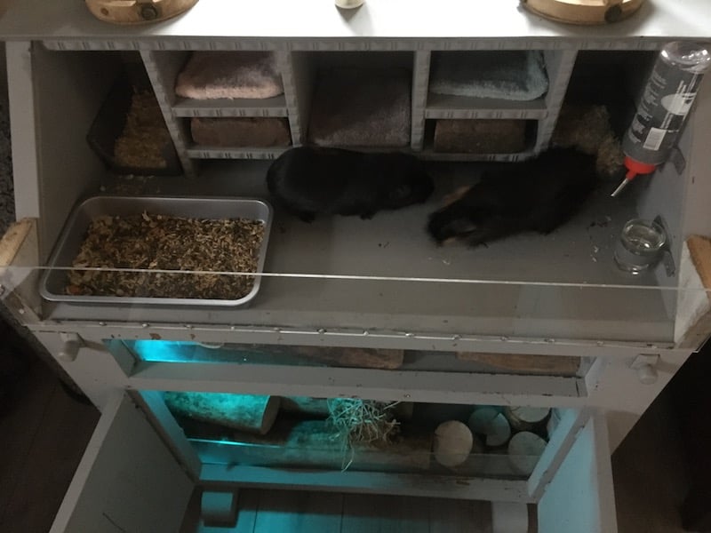 DIY guinea pig hutch from cabinet