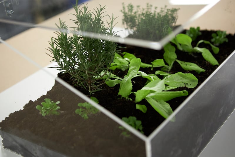DIY mini greenhouse close up photo
