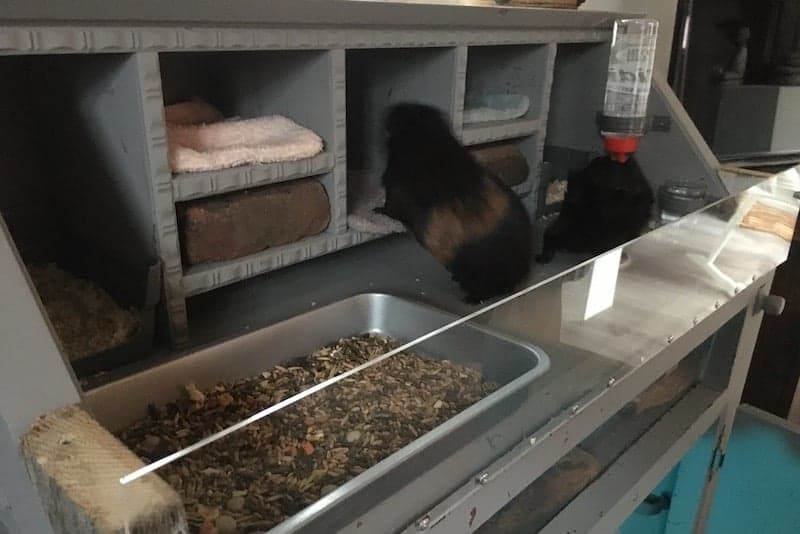 Make a guinea pig hutch