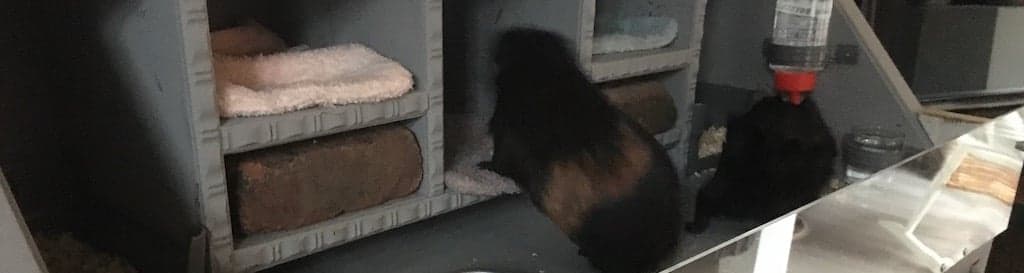 Make a guinea pig hutch