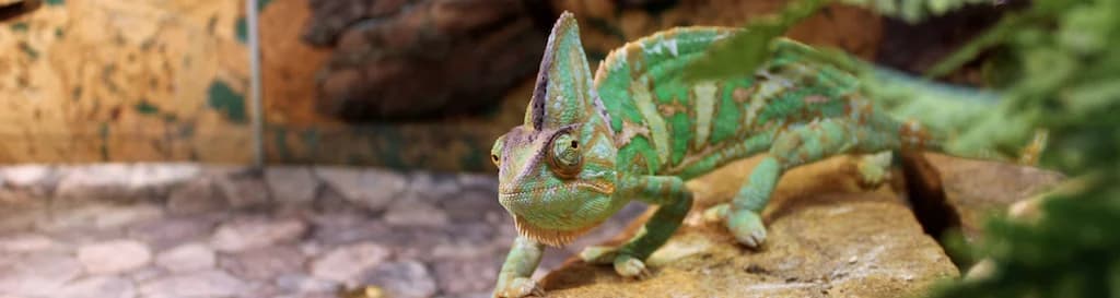 Vivariums for Reptiles | Plastic Sheet Shop
