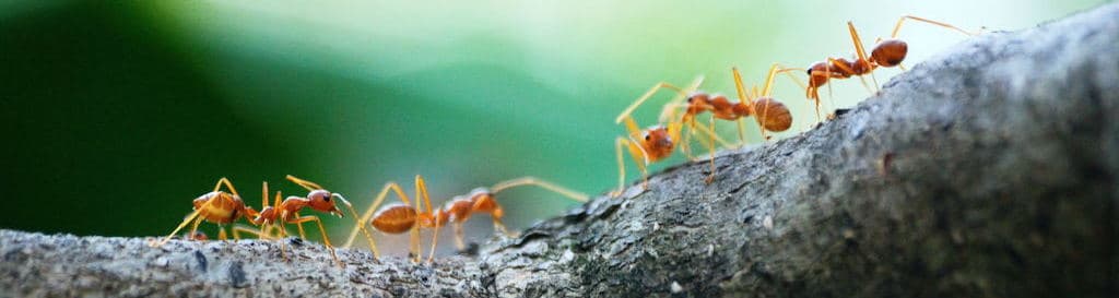 diy ant farm