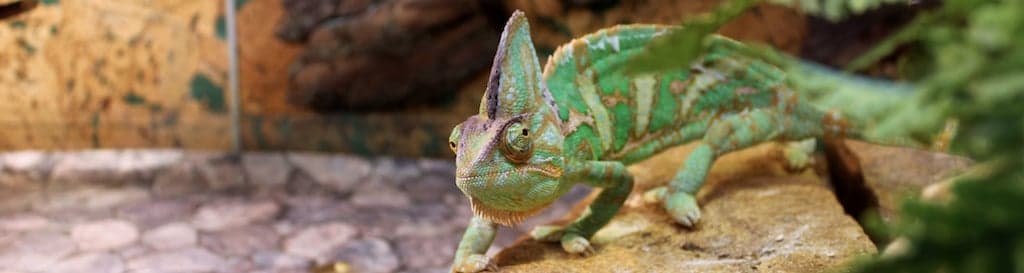 DIY terrarium requirements