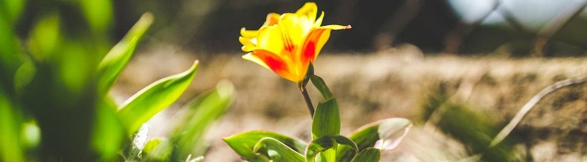 Nice garden ideas banner