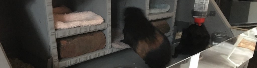 DIY: guinea pig hutch from a cabinet | Plasticsheetsshop.co.uk
